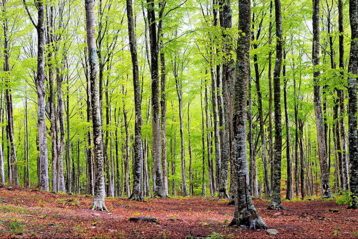 The EU Forest Strategy Aims to Plant 3 billion Trees by 2030